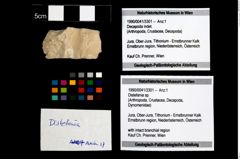 Foto (Objekt + Etikett) von Distefania sp.  (NHMW-GEO-1990-0041-3301)